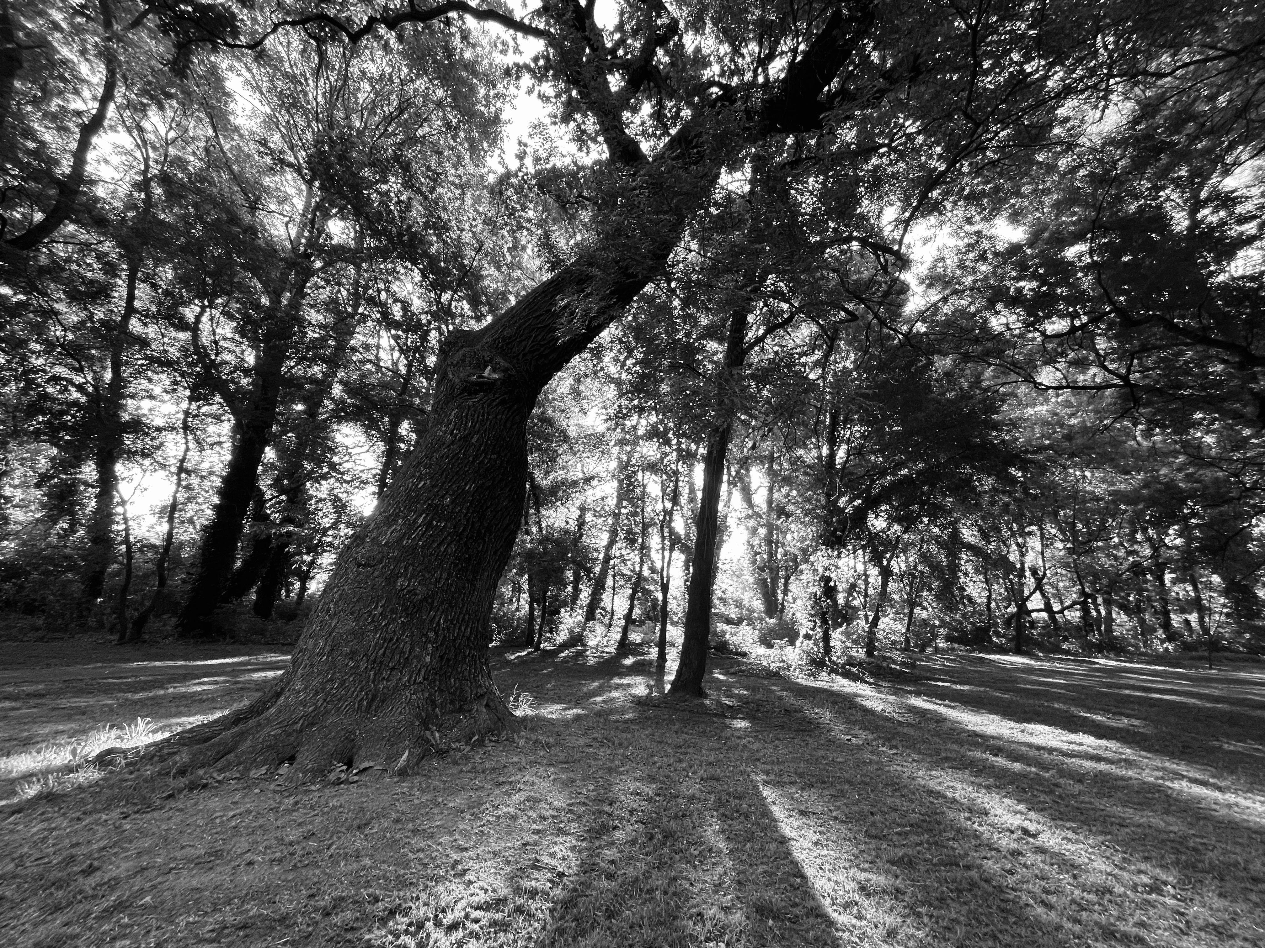 Egy fekete-fehér fénykép amin a fák árnyéka látszik egy erdőben